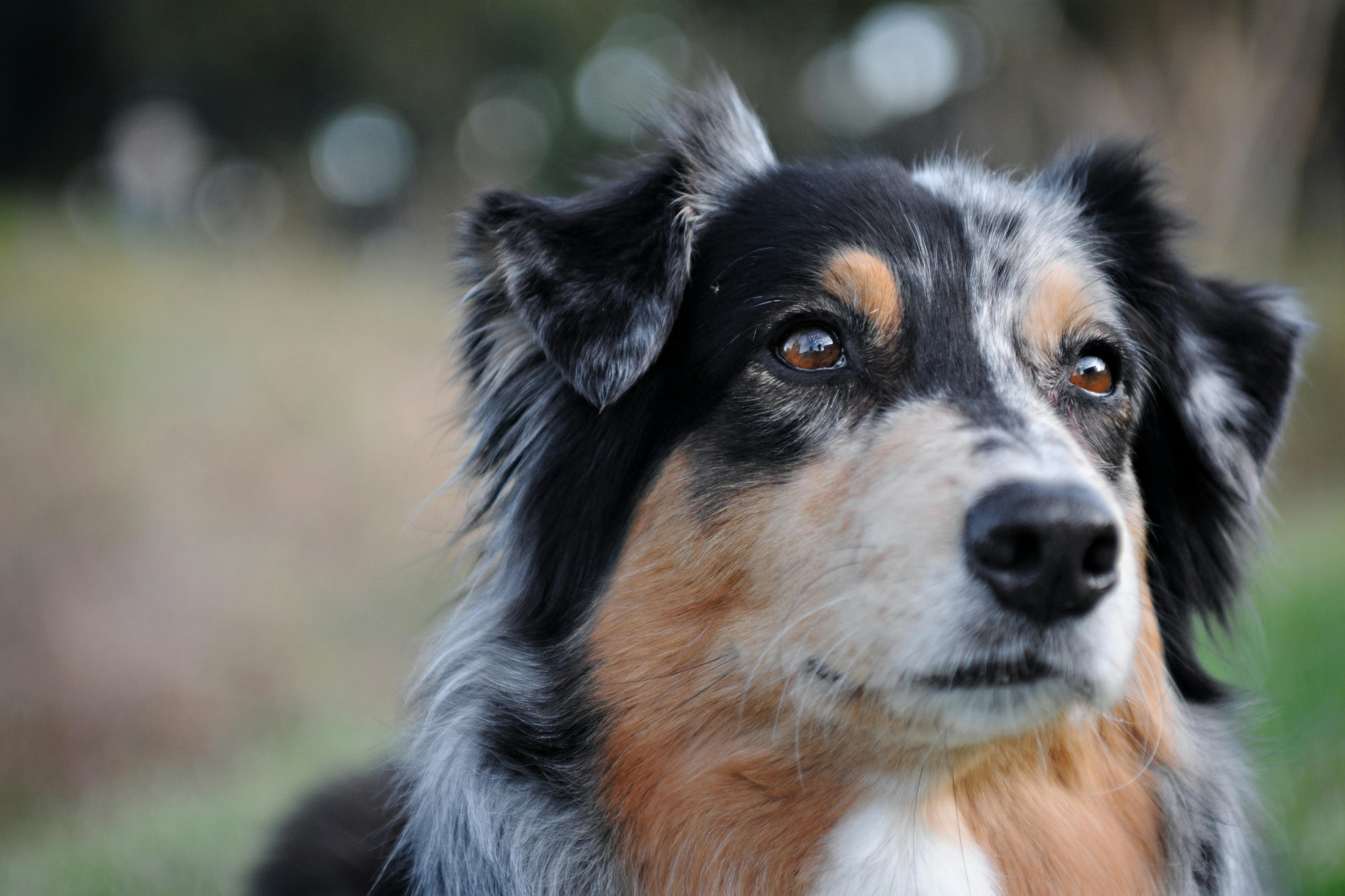 Australian Shepherd Weight Calculator | Is Your Aussie a Healthy Weight? | The Pet Calculator