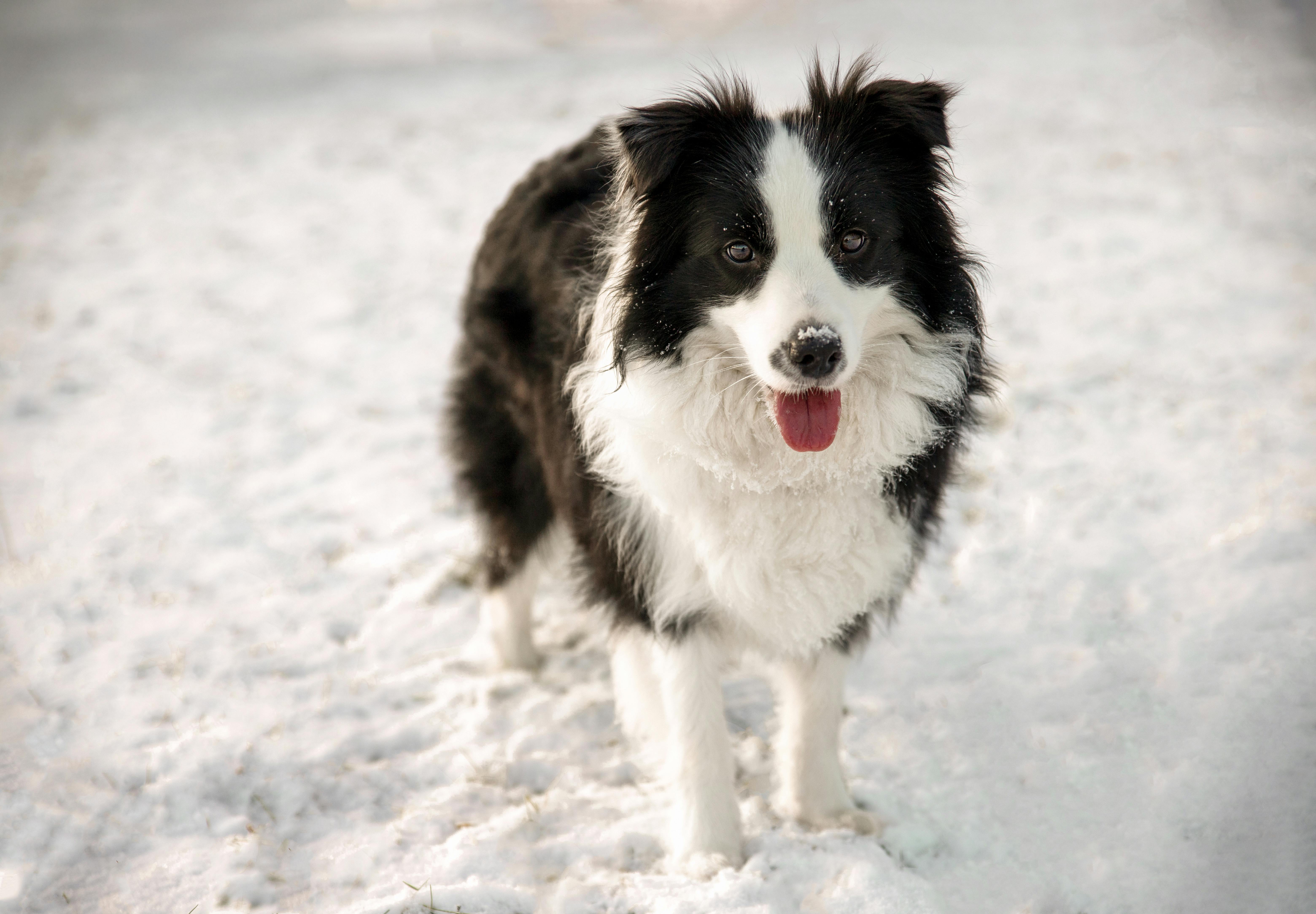 Border Collie Weight Calculator | Size, Weight & Lifespan Guide | The Pet Calculator