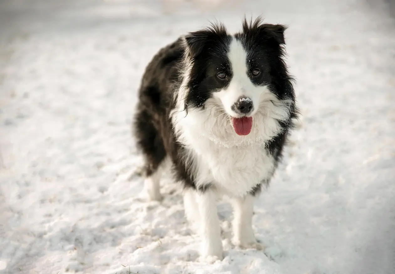 Border Collie weight calculator