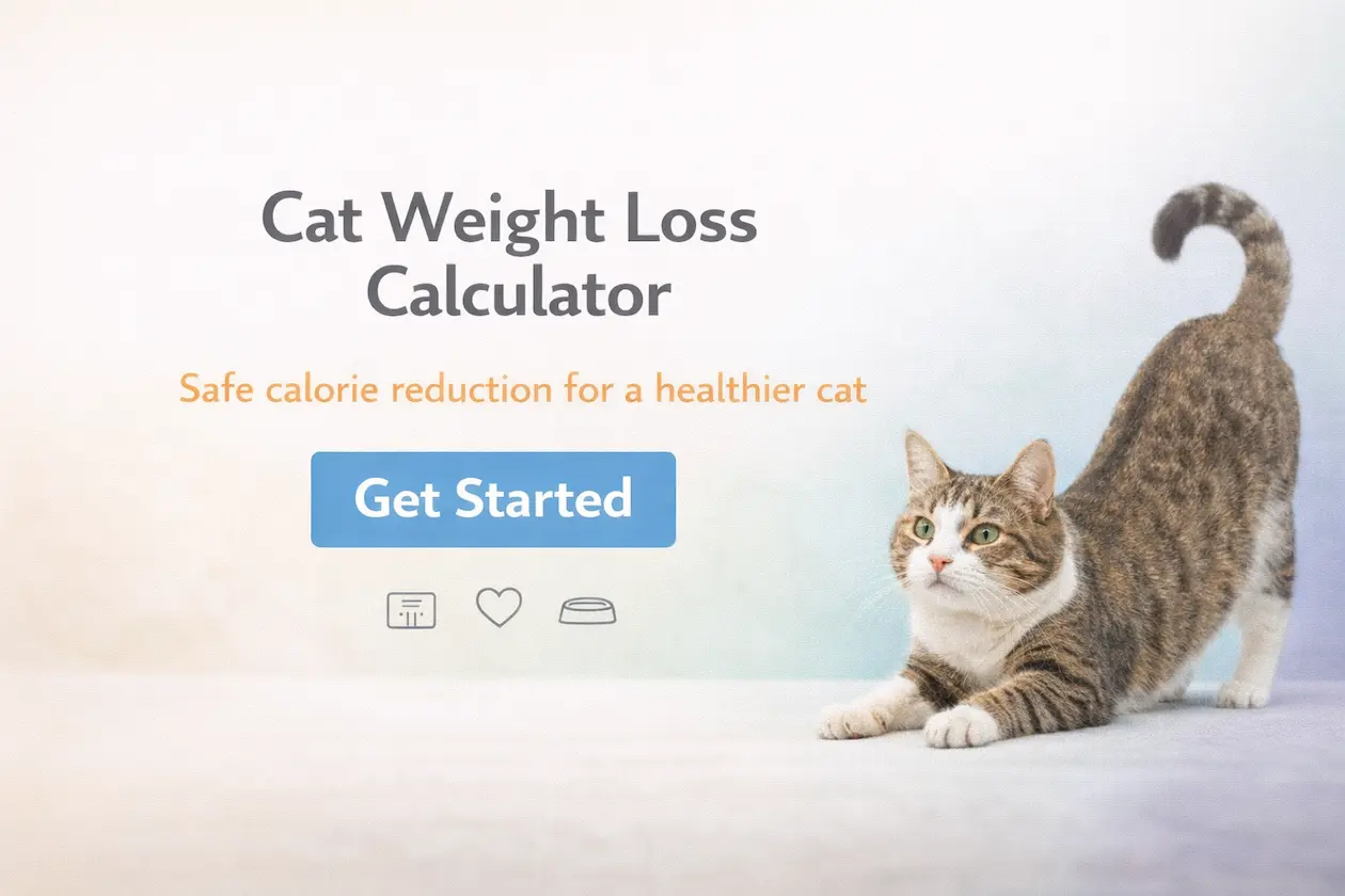 Cat weight loss calculator hero image - relaxed domestic cat lying on indoor floor