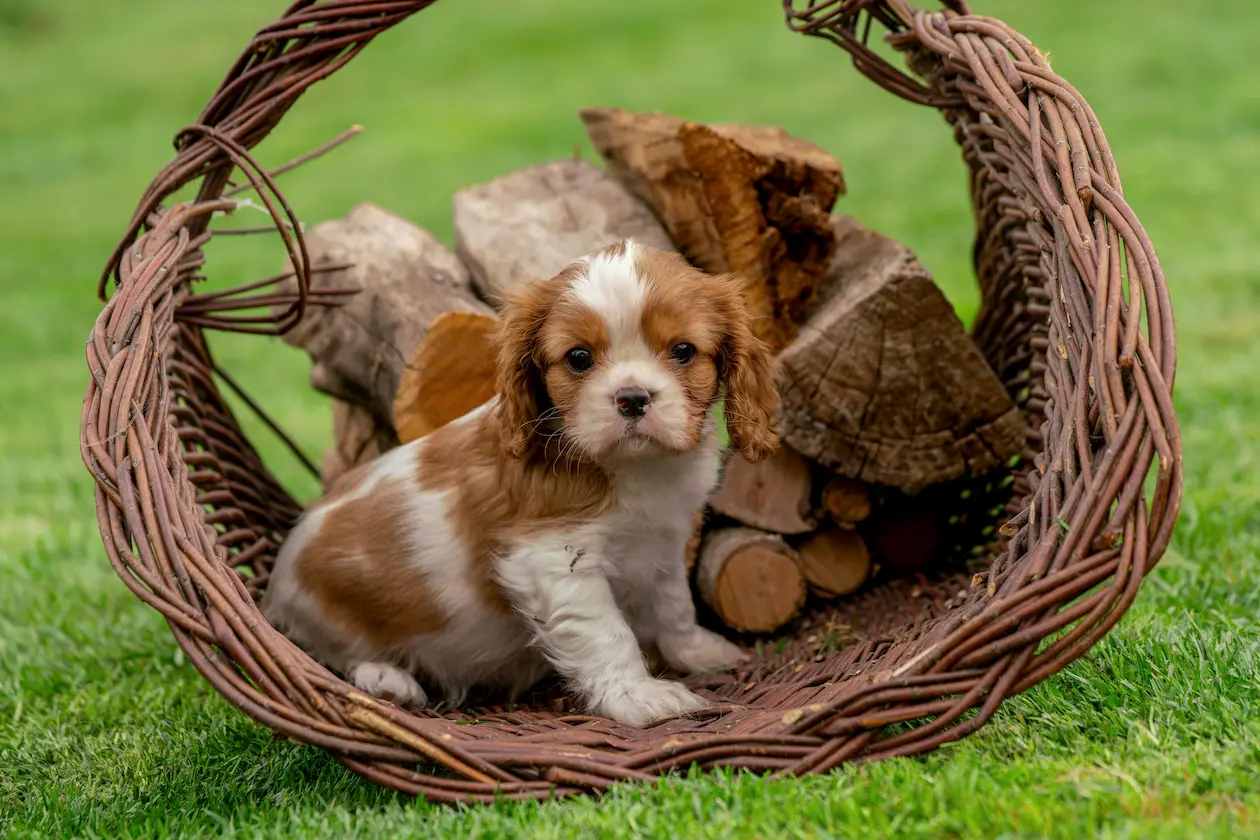 Cavalier King Charles Spaniel weight calculator