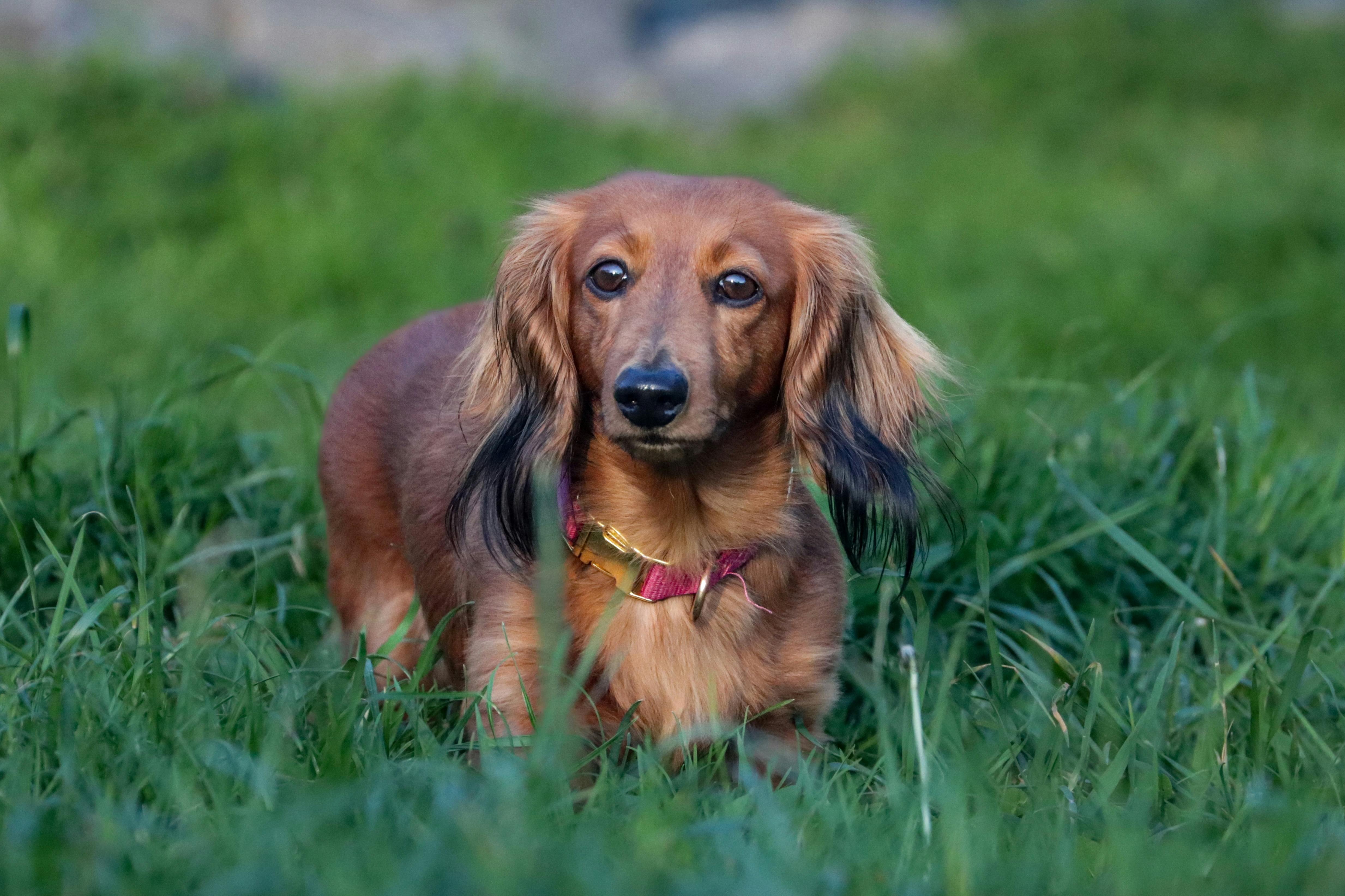 Dachshund Weight Calculator | Healthy Weight for Standard & Mini Dachshunds