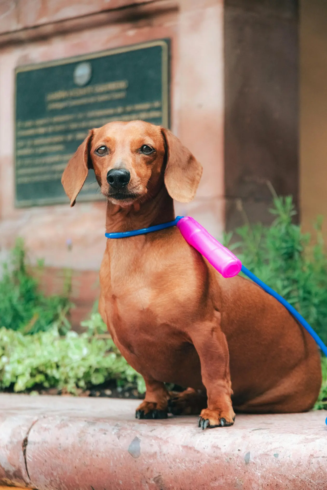 Fat dachshund — overweight sausage dog compared to healthy weight dachshund
