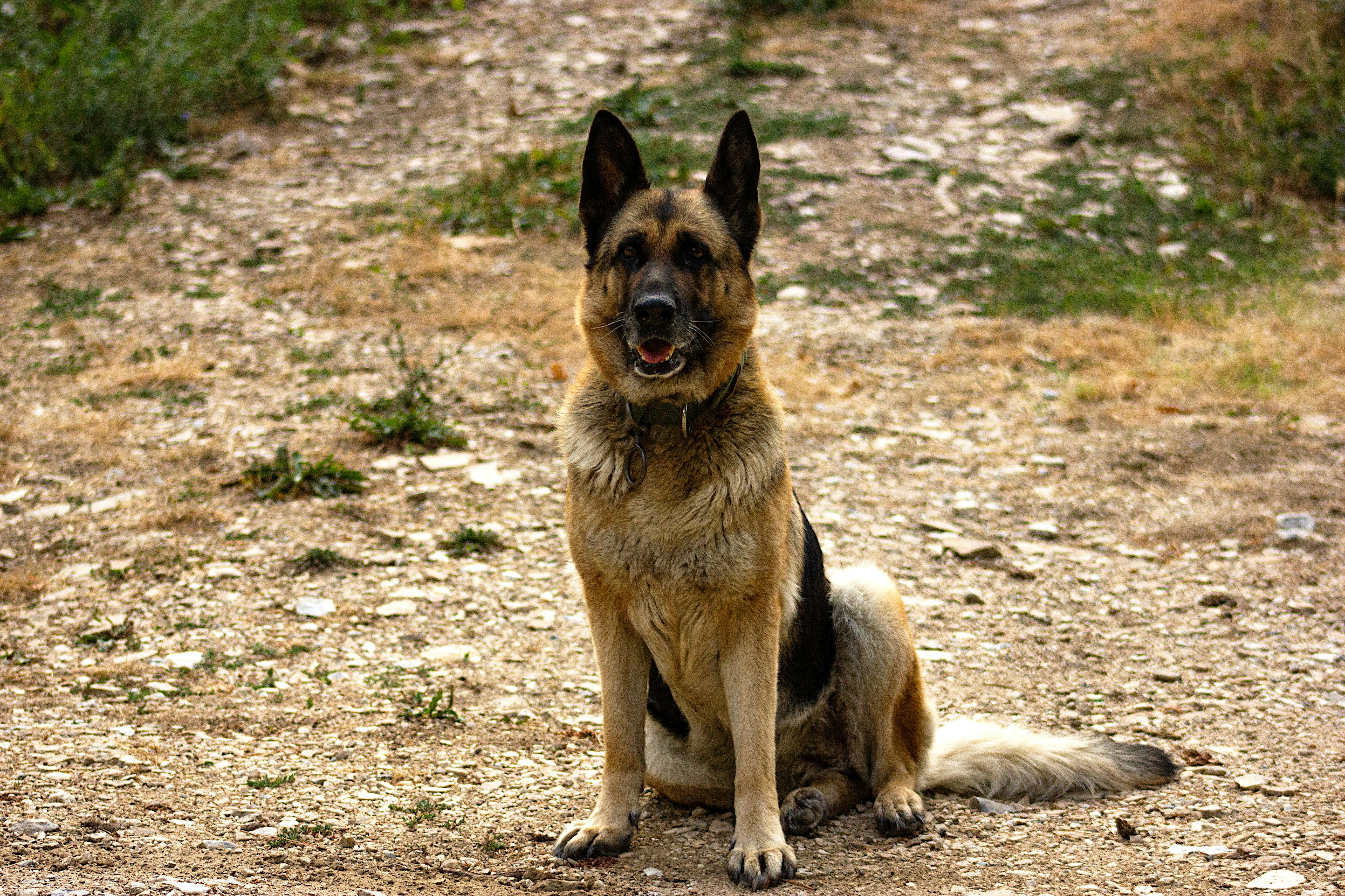German Shepherd Weight Calculator