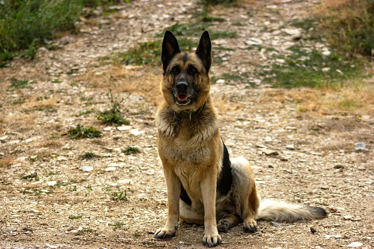 German Shepherd weight calculator