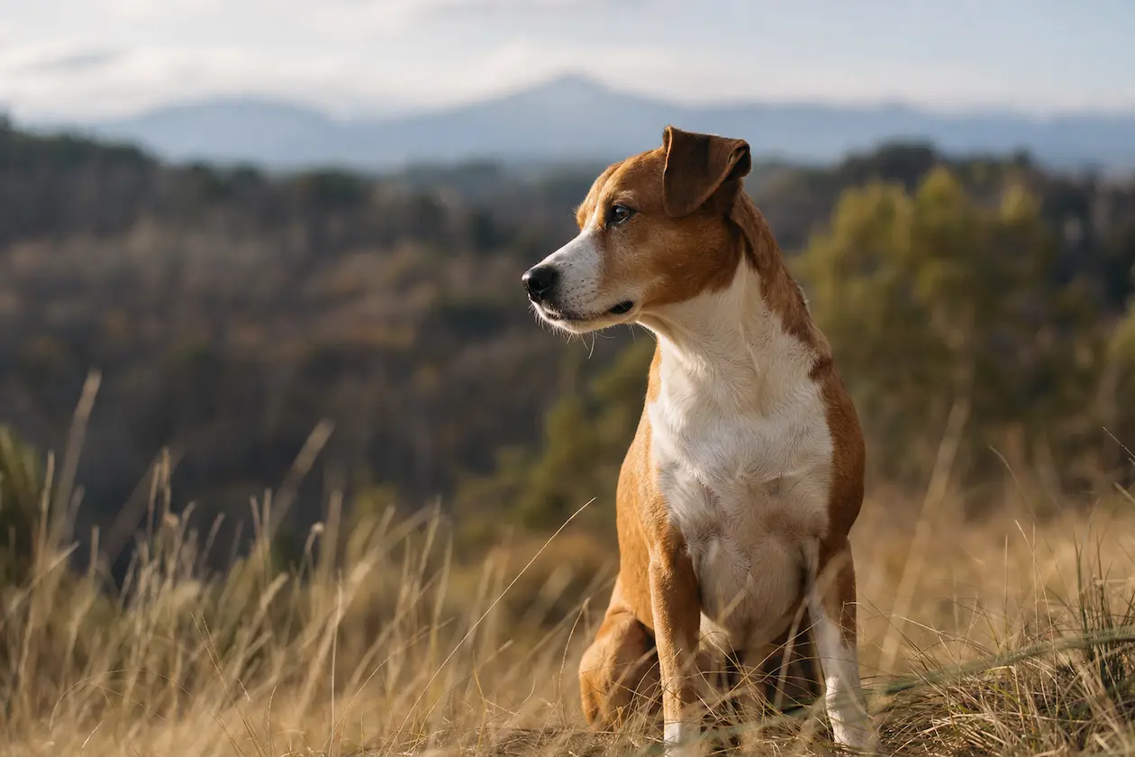 Dog nutrition calculator hero image