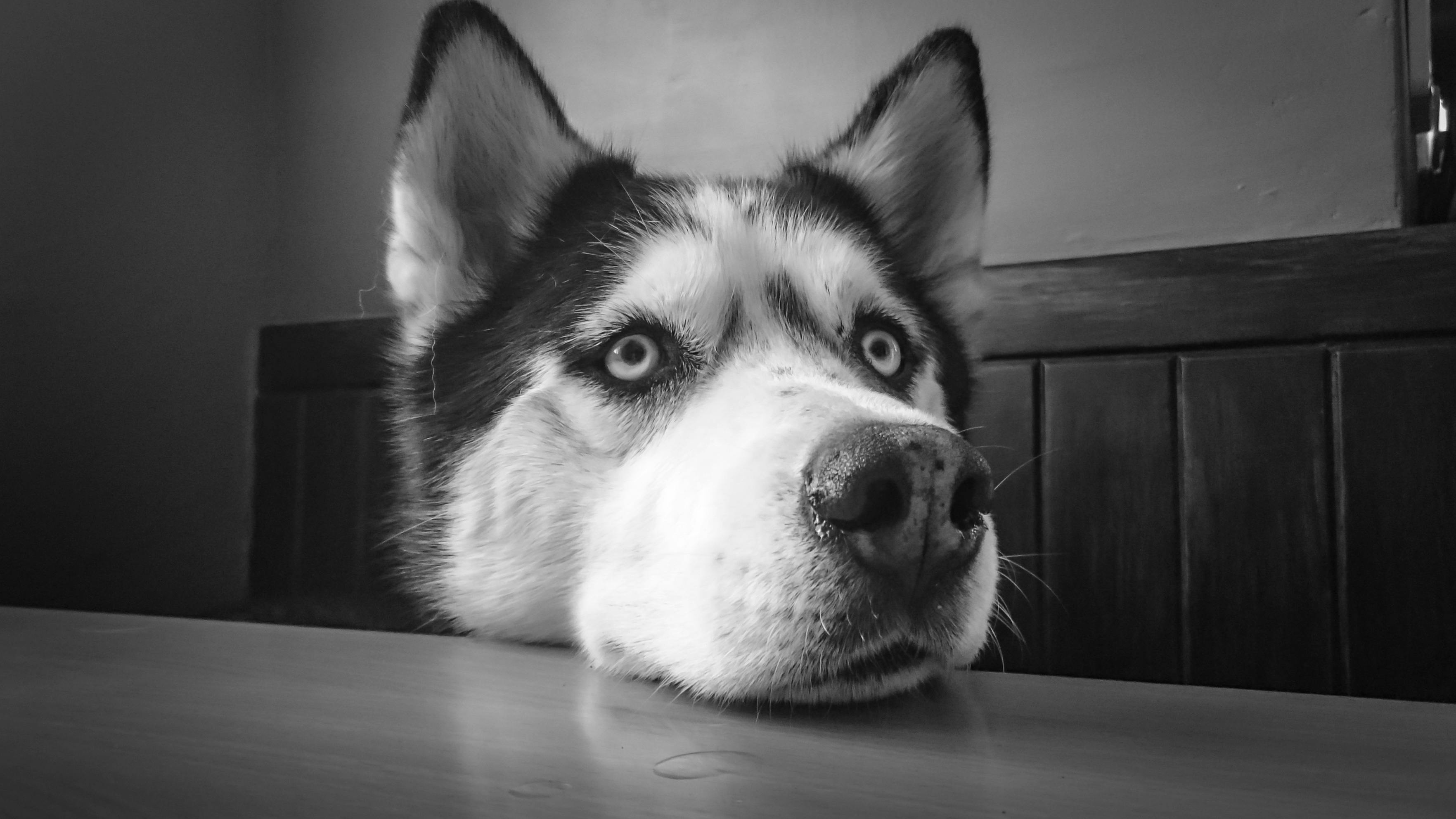 Siberian Husky Weight Calculator