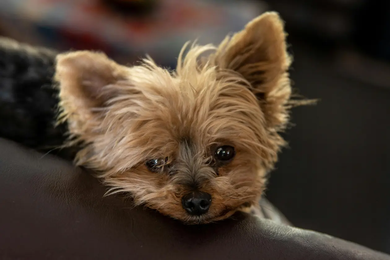 Yorkshire Terrier weight calculator